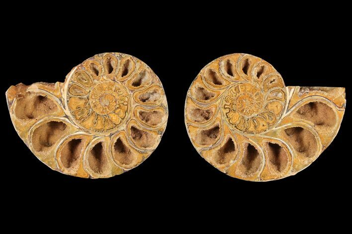 Cut & Polished Agatized Ammonite Fossil- Jurassic #131634
